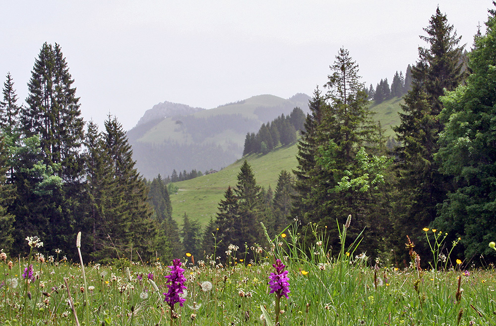 Orchis vor Bergkulisse