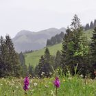 Orchis vor Bergkulisse