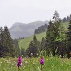 Orchis vor Bergkulisse