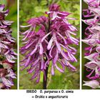 Orchis x angusticruris