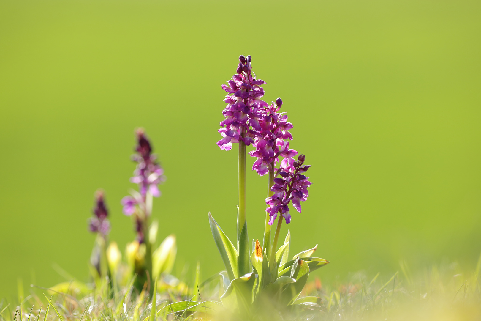 Orchis x hausknechtii