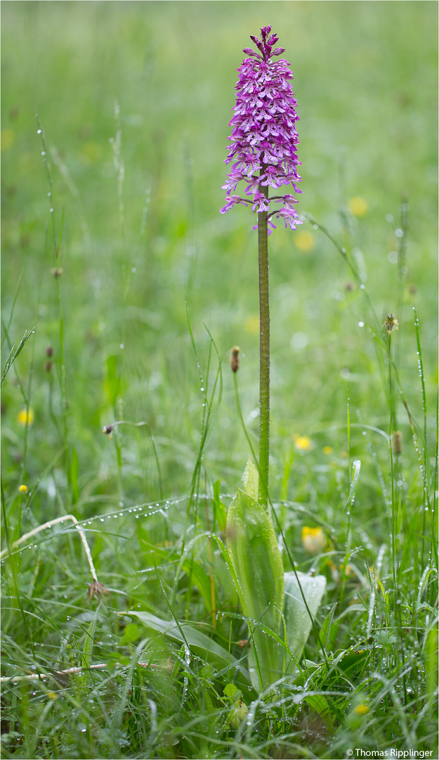 Orchis x hybrida (Purpurea x militaris)