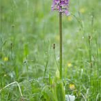 Orchis x hybrida (Purpurea x militaris)