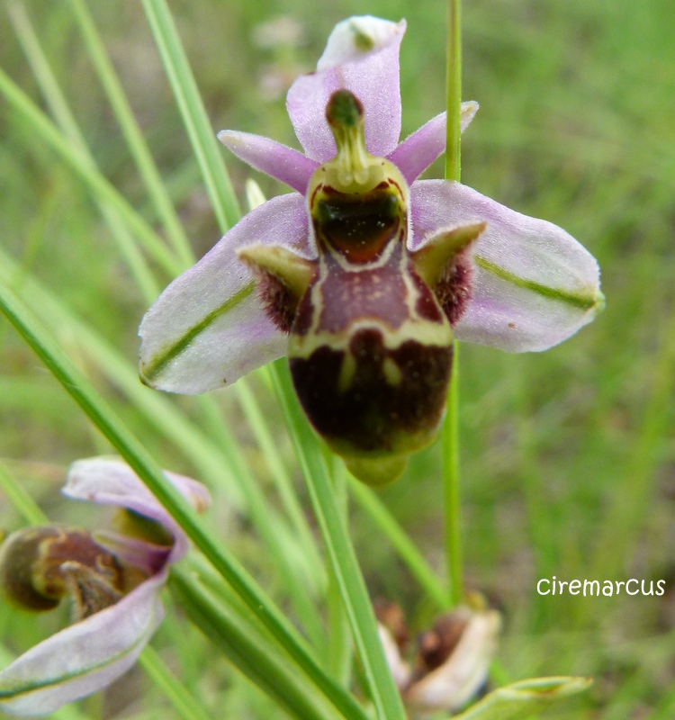 ORCHIS...sauvage