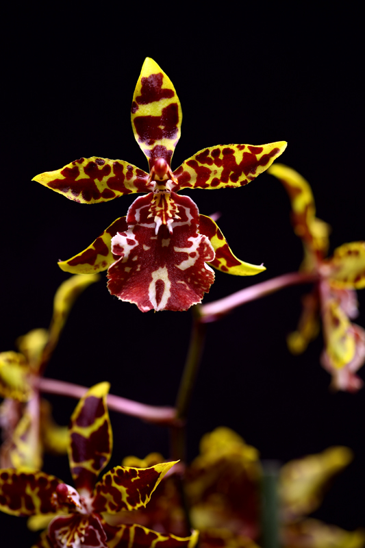 Orchiwelt 004