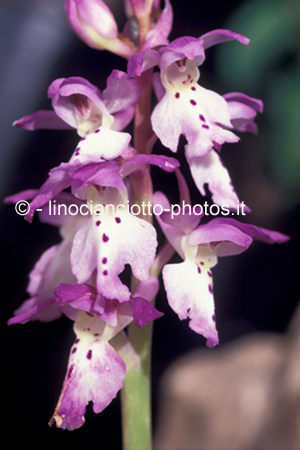 Orchys ichnusae - orchidea - Sardegna