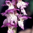 Orchys ichnusae - orchidea - Sardegna