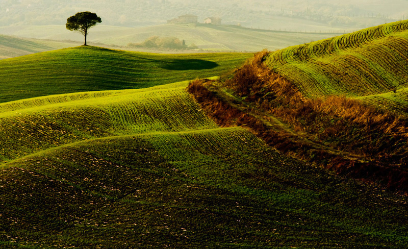 orcia