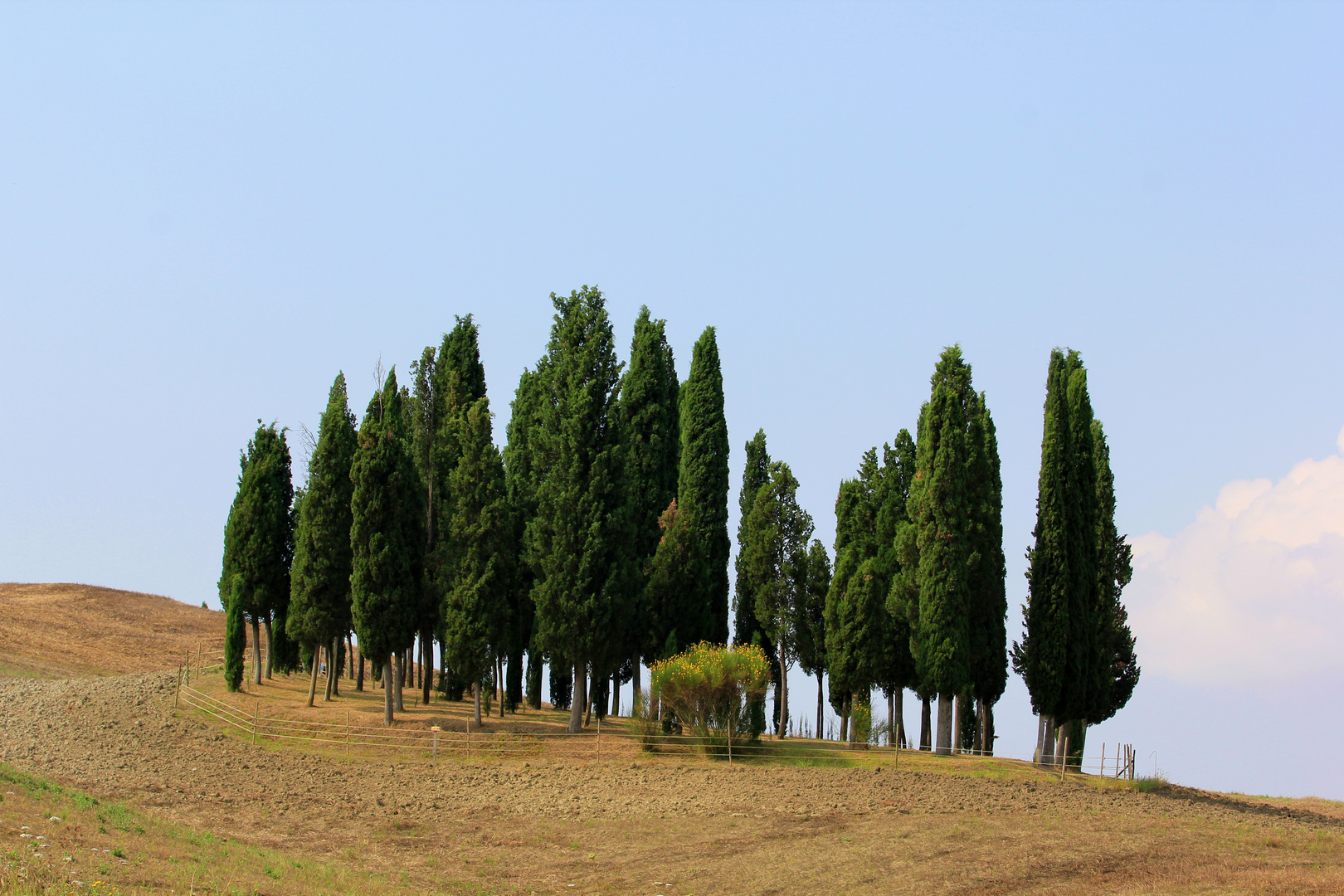 ORCIA Zypressenfamilie