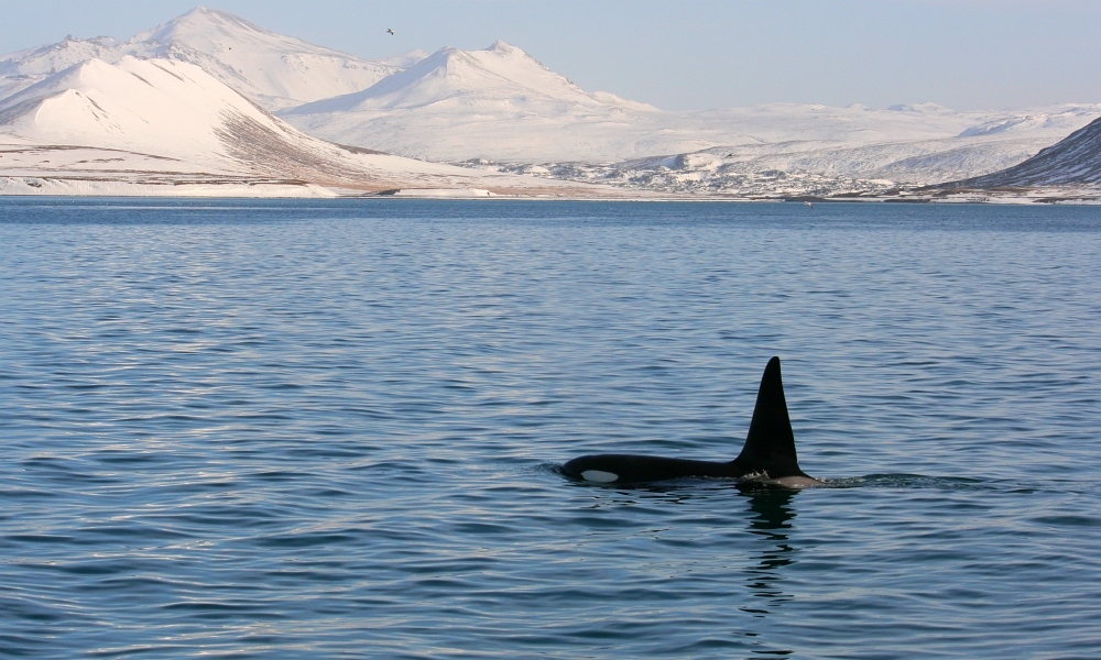 Orcinus orca (Bild 1)