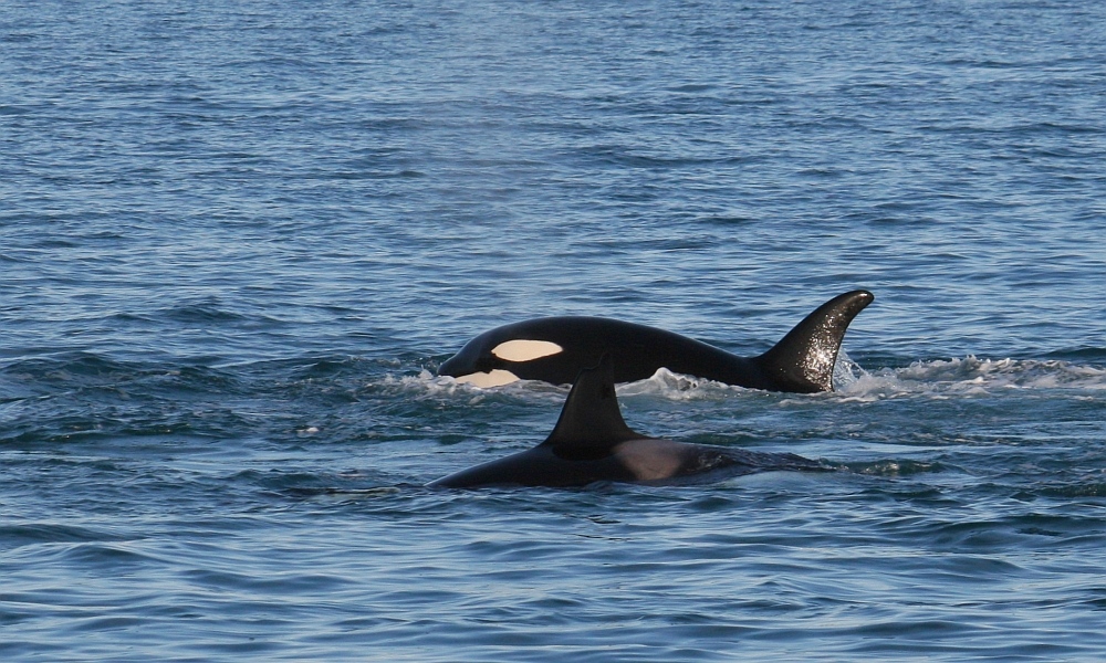 Orcinus orca (Bild 2)
