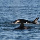 Orcinus orca (Bild 2)