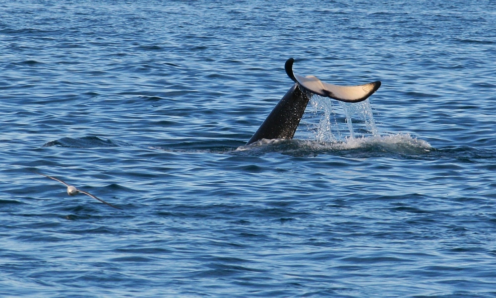 Orcinus orca (Bild 3)