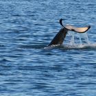 Orcinus orca (Bild 3)