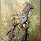 Orconectes limosus, Synonym Cambarus affinis, auch Amerikanischer Flusskrebs