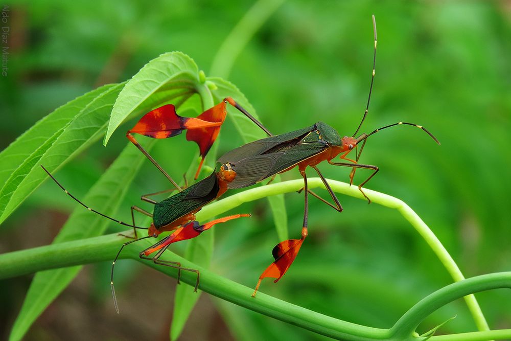 Orden Heteroptera