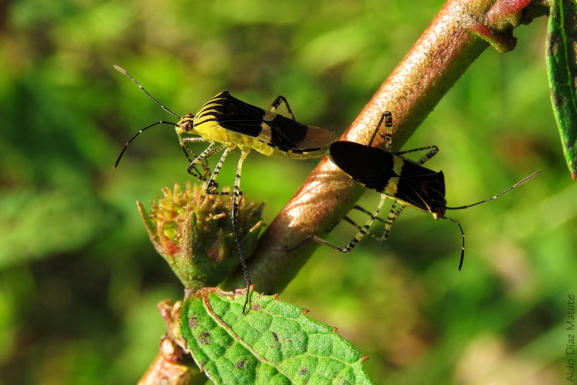 Orden Heteroptera