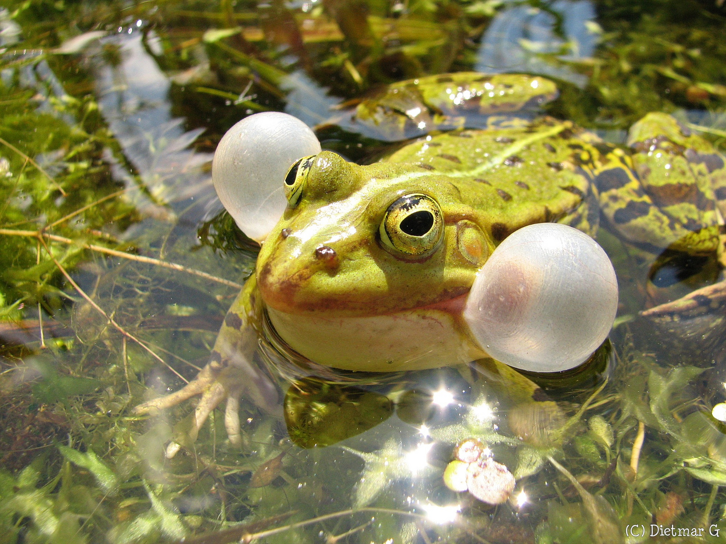 ordentlich aufgeblasen - Frosch im Teich