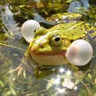 ordentlich aufgeblasen - Frosch im Teich