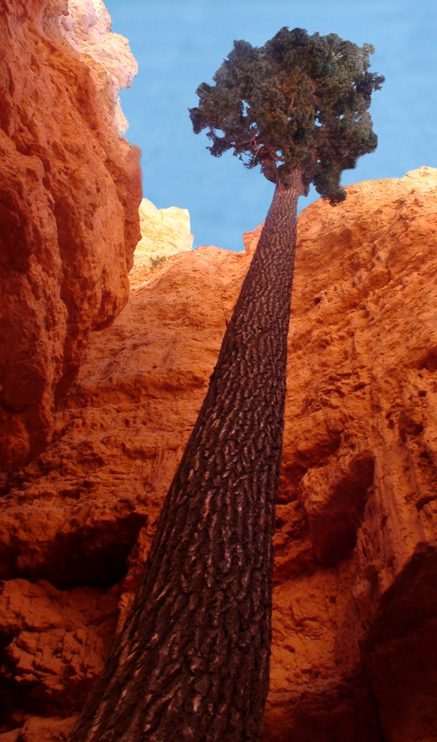 Ordinary Bryce Canyon - Wall Street