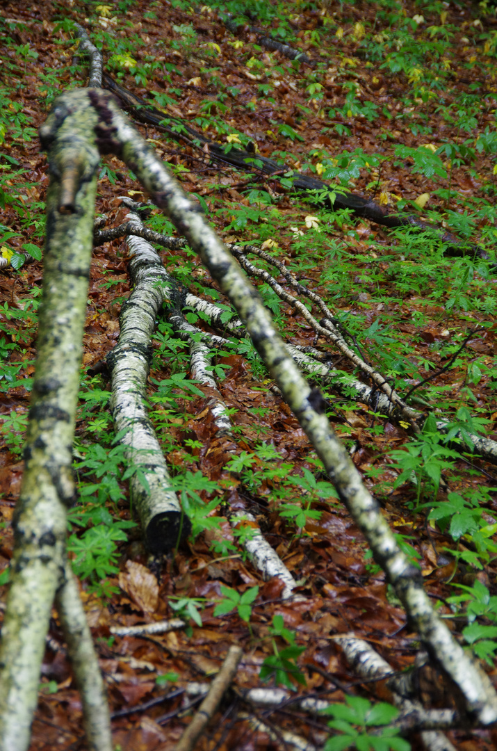 Ordnung im Urwald 1