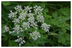 Ordnung in der Natur