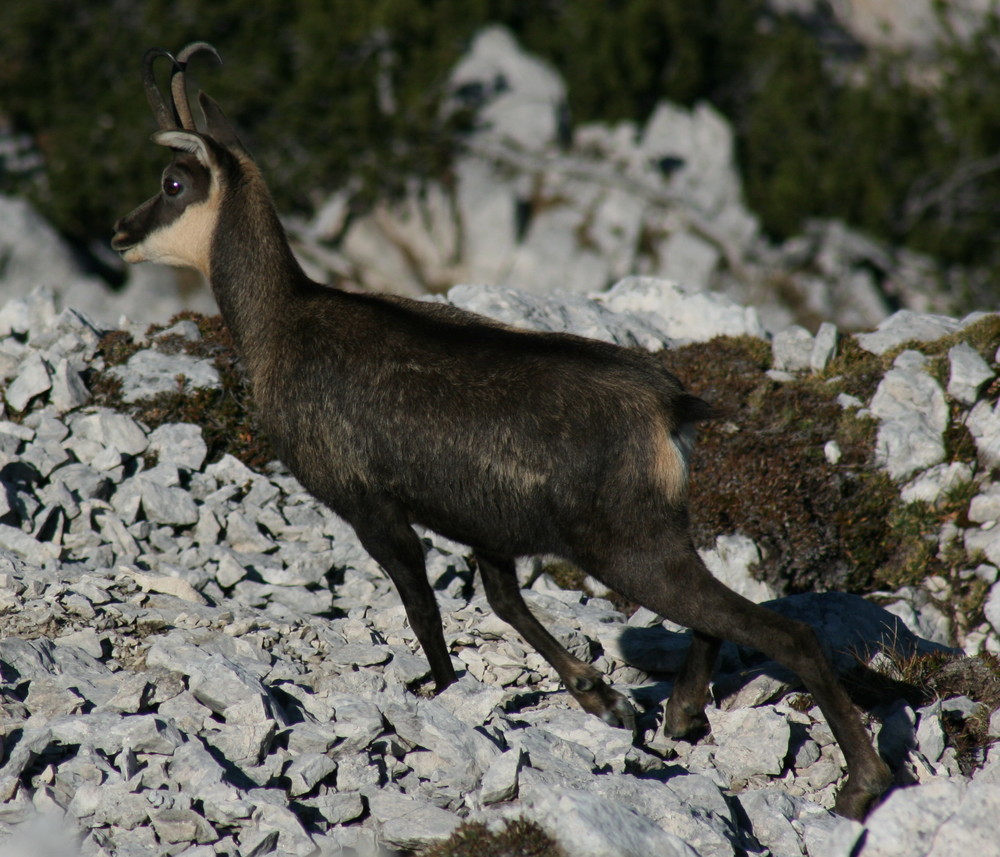 Orecchia storta.