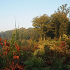 Orée de Forêt au petit matin