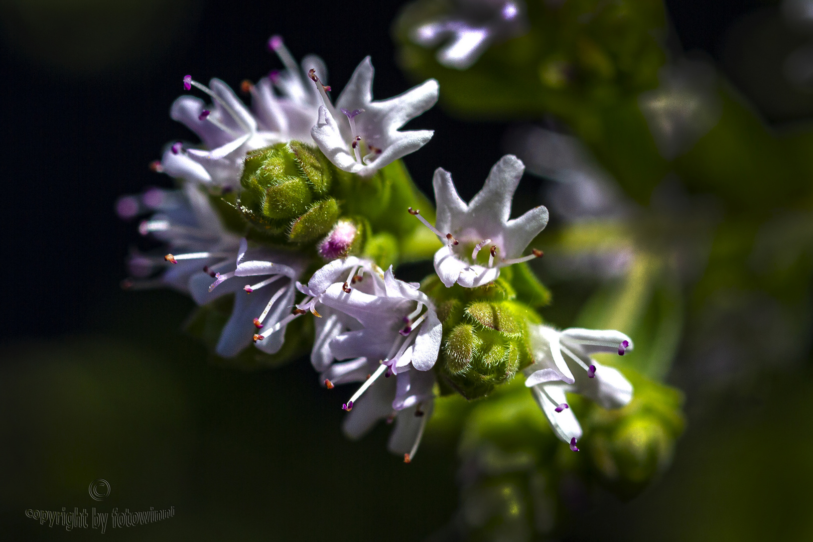 Oregano