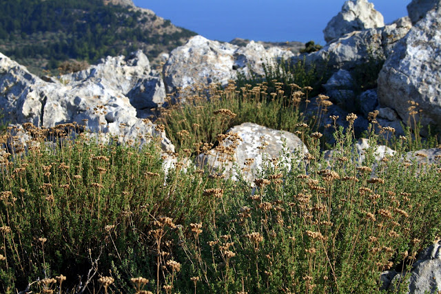 Oregano auf Rhodos