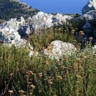 Oregano auf Rhodos