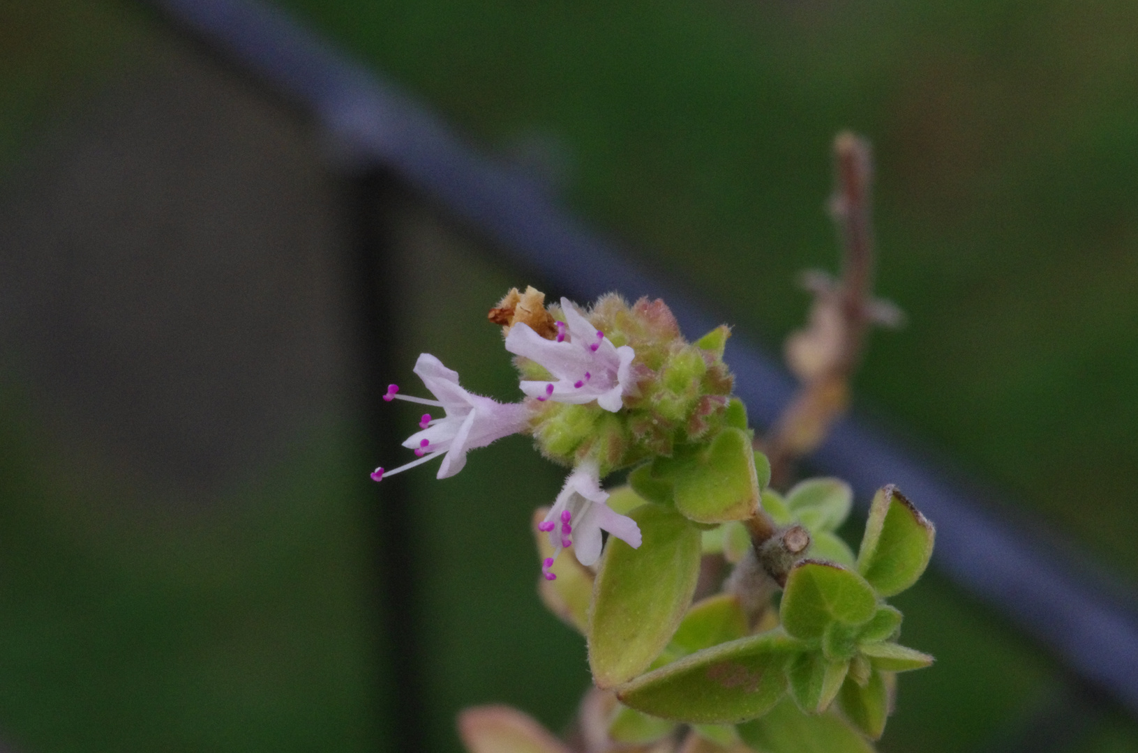 Oregano blüht auf dem Balkon