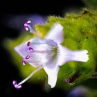 Oregano Blüte