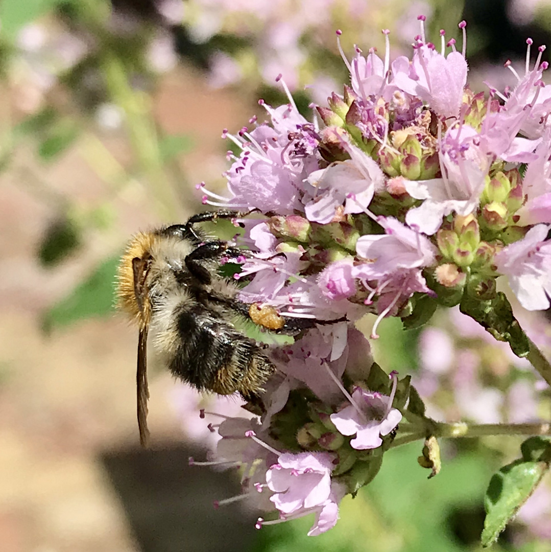 Oregano-Blüte mit Biene