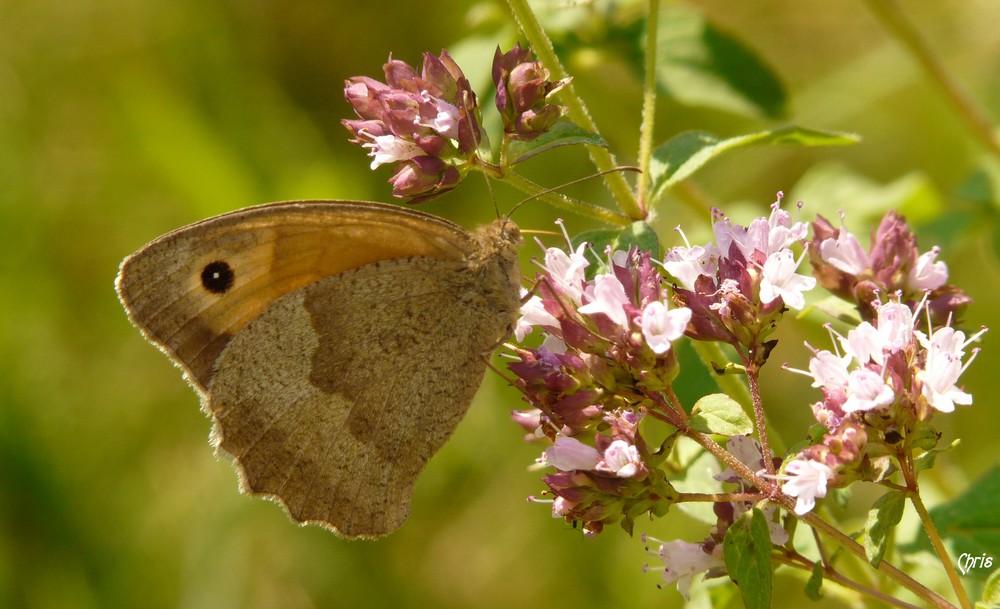 Oregano-Buffet