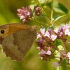 Oregano-Buffet