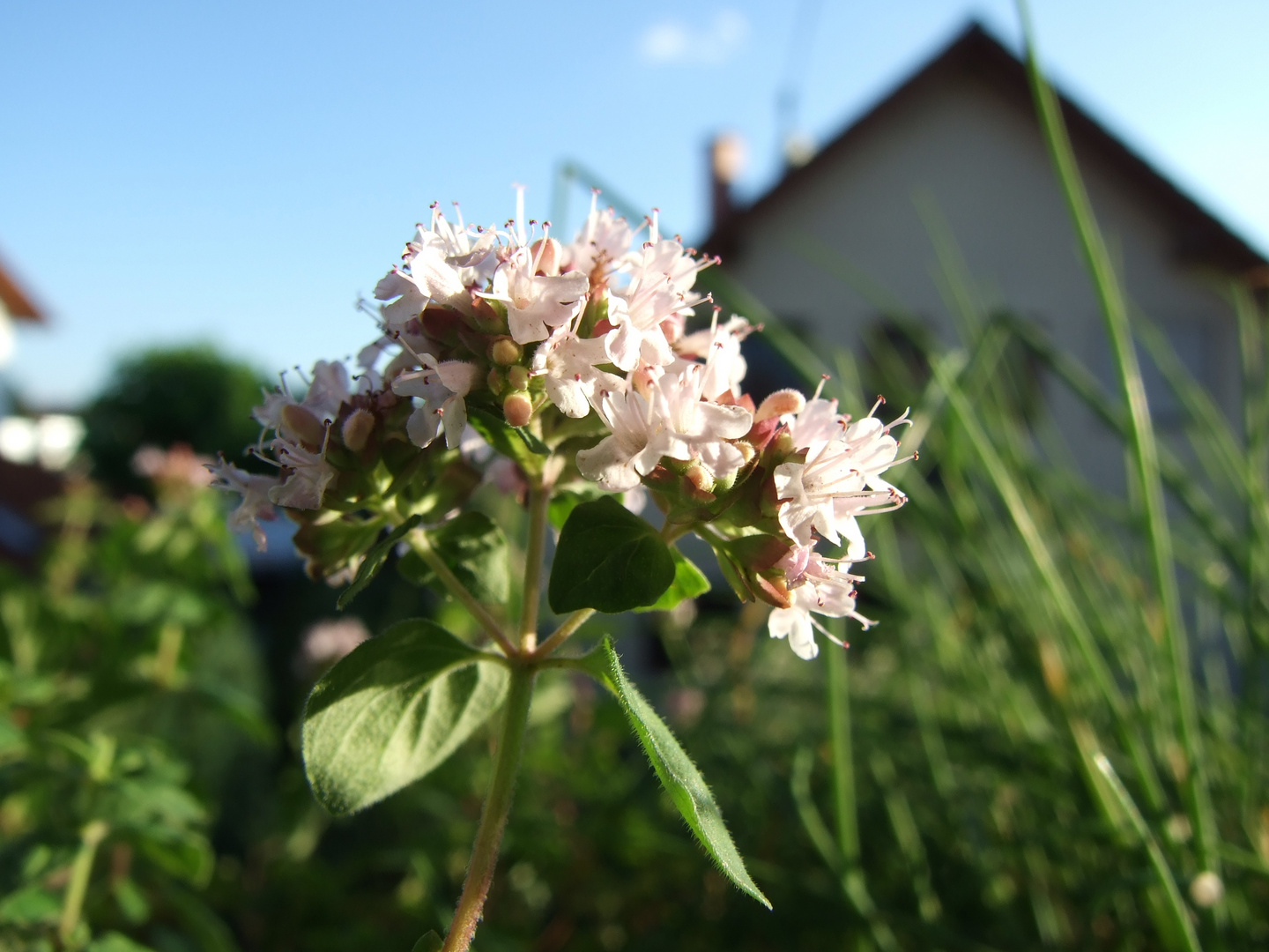 Oregano in voller Blüte