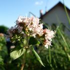 Oregano in voller Blüte