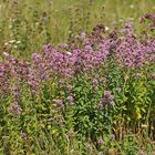 Oregano: Mal nicht auf der Pizza