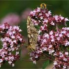 oregano meeting