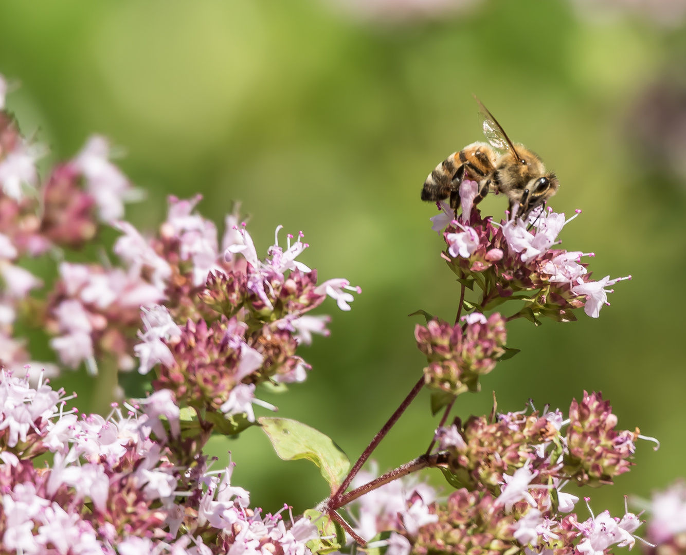 Oregano mit Gast