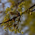 Oregon-Ahorn (Acer macrophyllum)