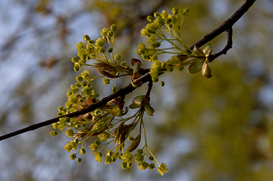 Oregon-Ahorn (Acer macrophyllum)