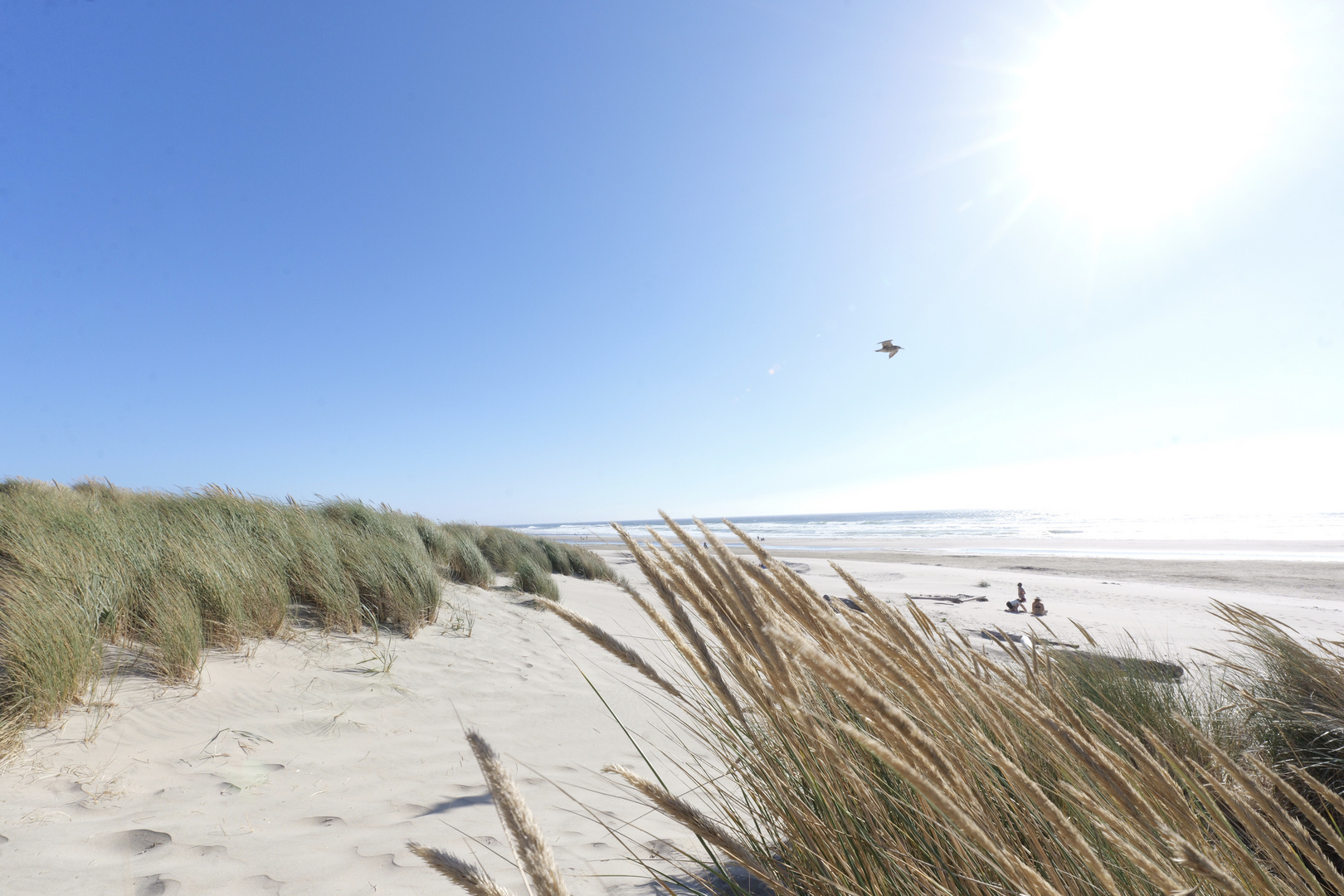 Oregon Cannon Beach I