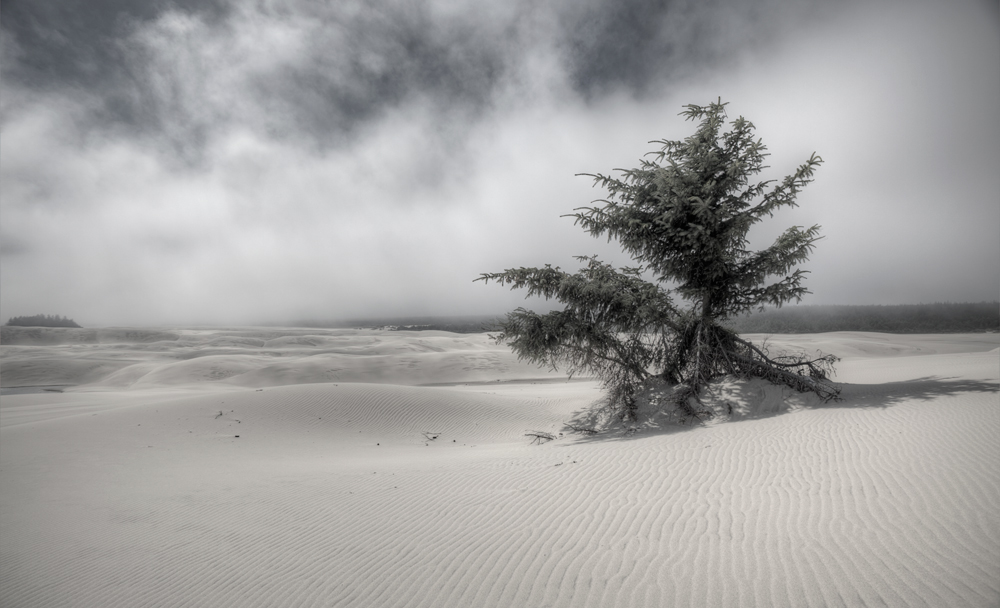 Oregon Dunes