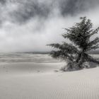 Oregon Dunes