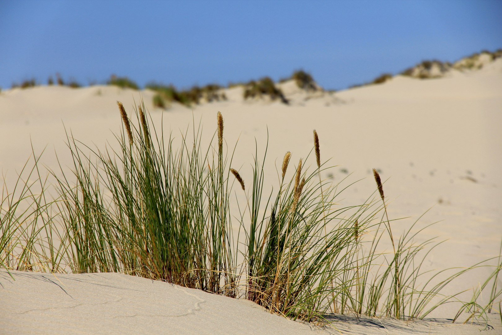 Oregon Dunes