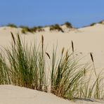 Oregon Dunes