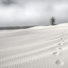 Oregon Dunes II