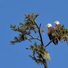 Oregon Eagle